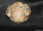 Trilobite Pennaia Verneuili From Bolovia (Partial) #1048-1